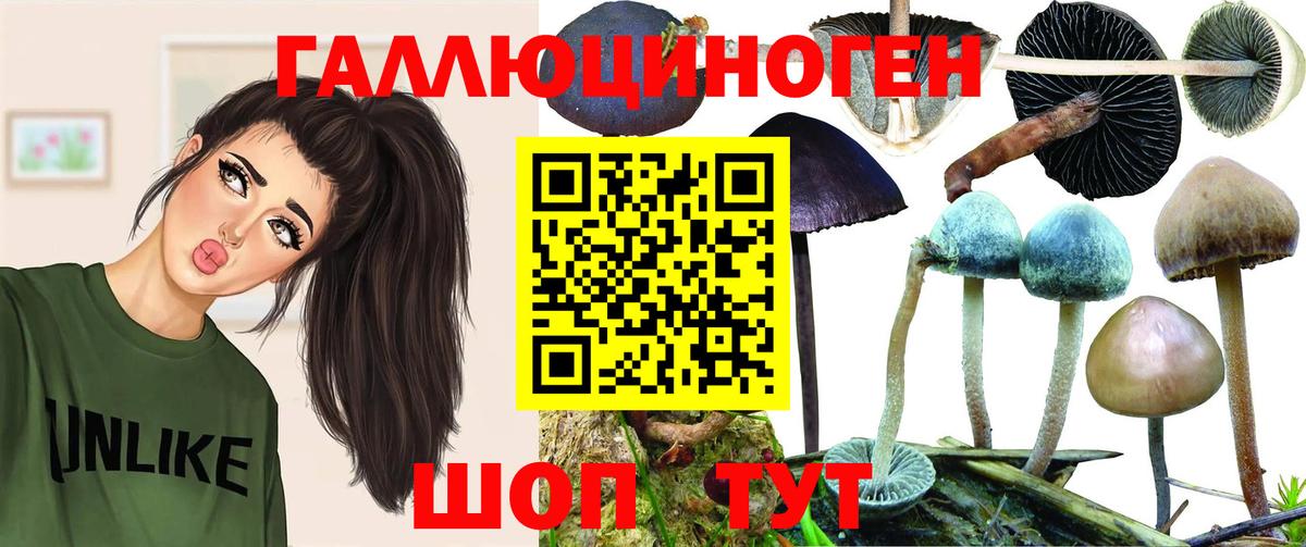 Псилоцибиновые грибы Psilocybine cubensis Омск